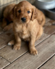 Foto №1. golden retriever - zum Verkauf in der Stadt Karlsruhe | 650€ | Ankündigung № 110061