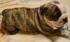 Foto №4. Ich werde verkaufen englische bulldogge in der Stadt Trzebiel. züchter - preis - 2800€