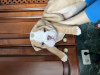 Zusätzliche Fotos: Englische Bulldoggenwelpen zu verkaufen