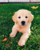 Foto №3. GOLDEN RETRIEVER WELPEN VERFÜGBAR. USA