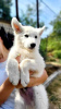 Foto №2 zu Ankündigung № 114524 zu verkaufen berger blanc suisse - einkaufen Serbien 