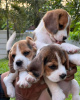 Foto №1. beagle - zum Verkauf in der Stadt Mailand | 650€ | Ankündigung № 50276