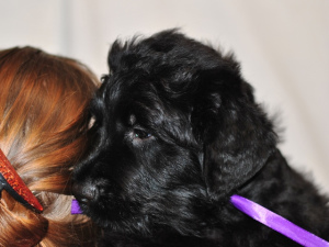 Zusätzliche Fotos: Welpen zu verkaufen Russischer Schwarzer Terrier.