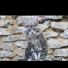 Foto №1. maine-coon-katze - zum Verkauf in der Stadt Adler | 379€ | Ankündigung № 9946