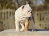 Foto №3. Englische Bulldoggenwelpen. Estland