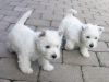 Foto №1. west highland white terrier - zum Verkauf in der Stadt Vienna | Frei | Ankündigung № 91597