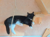 Zusätzliche Fotos: Die schelmische Katze Romashka sucht eine Familie!