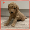 Foto №1. labradoodle - zum Verkauf in der Stadt München | 350€ | Ankündigung № 107498