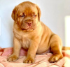 Foto №1. dogue de bordeaux - zum Verkauf in der Stadt Гамбург | verhandelt | Ankündigung № 124984