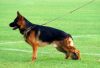 Foto №2 zu Ankündigung № 13729 zu verkaufen deutscher schäferhund - einkaufen Ukraine züchter