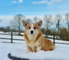 Foto №2 zu Ankündigung № 62805 zu verkaufen welsh corgi - einkaufen Ukraine 