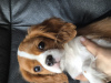 Foto №1. cavalier king charles spaniel - zum Verkauf in der Stadt Stavanger | 1800€ | Ankündigung № 102615