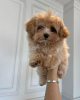 Foto №3. Wunderschöne kleine Maltipoo-Welpen.. Deutschland