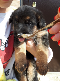 Foto №4. Ich werde verkaufen deutscher schäferhund in der Stadt Perm. quotient 	ankündigung, vom kindergarten, züchter - preis - 125€