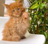 Foto №3. Geimpfte Maine-Coon-Kätzchen zur Adoption. Spanien