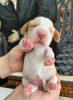 Foto №1. beagle - zum Verkauf in der Stadt Sewastopol | verhandelt | Ankündigung № 9795