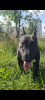 Foto №4. Paarung bullterrier in Weißrussland. Ankündigung № 114682