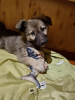 Foto №2 zu Ankündigung № 74706 zu verkaufen mischlingshund - einkaufen Russische Föderation quotient 	ankündigung