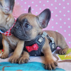 Foto №3. Französische Bulldoggenwelpen stehen zur kostenlosen Adoption zur Verfügung. Niederlande