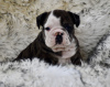 Foto №1. englische bulldogge - zum Verkauf in der Stadt Duisburg | 400€ | Ankündigung № 103663