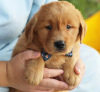 Foto №1. golden retriever - zum Verkauf in der Stadt Miami Beach | 208€ | Ankündigung № 64454