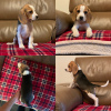 Foto №4. Ich werde verkaufen beagle in der Stadt Berlin. quotient 	ankündigung - preis - 300€