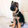 Foto №1. deutscher schäferhund - zum Verkauf in der Stadt Sofia | verhandelt | Ankündigung № 78626