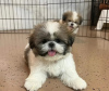 Foto №2 zu Ankündigung № 125756 zu verkaufen shih tzu - einkaufen Schweiz 