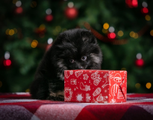 Foto №2 zu Ankündigung № 4184 zu verkaufen german spitz - einkaufen Russische Föderation quotient 	ankündigung