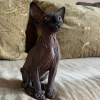 Foto №1. sphynx-katze - zum Verkauf in der Stadt Miami | 432€ | Ankündigung № 93340