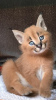 Foto №3. Savannah Serval- und Caracal-Kätzchen im Alter von 4 Wochen.. Polen