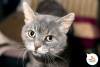 Zusätzliche Fotos: Lancelap ist eine Katze mit einem nachdenklichen Blick und einem traurigen