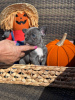 Foto №2 zu Ankündigung № 80175 zu verkaufen französische bulldogge - einkaufen USA quotient 	ankündigung