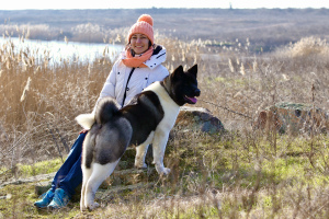 Foto №2 zu Ankündigung № 5344 zu verkaufen amerikanischer akita - einkaufen Ukraine 