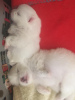 Zusätzliche Fotos: Champion Sired Männchen White Cream Pomeranian