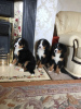 Foto №3. Süße Berner Sennenwelpen zur kostenlosen Adoption. Deutschland