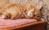 Foto №3. Die wundervolle Katze Bonya sucht ein Zuhause!. Russische Föderation