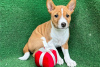 Foto №1. basenji - zum Verkauf in der Stadt London | 300€ | Ankündigung № 94780