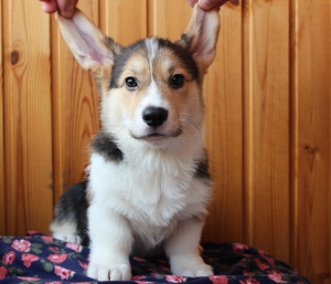 Zusätzliche Fotos: WELSH Corgi PEMBROK