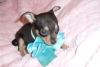 Foto №3. Entzückende Chihuahua-Welpen zur kostenlosen Adoption. Deutschland