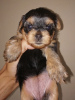 Foto №1. yorkshire terrier - zum Verkauf in der Stadt Daugavpils | 450€ | Ankündigung № 66532