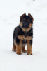 Foto №4. Ich werde verkaufen deutscher schäferhund in der Stadt Tscheljabinsk. vom kindergarten - preis - 616€