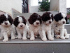 Foto №2 zu Ankündigung № 77404 zu verkaufen lagotto romagnolo - einkaufen Serbien 