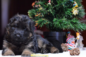 Foto №2 zu Ankündigung № 4887 zu verkaufen deutscher schäferhund - einkaufen Russische Föderation vom kindergarten, züchter