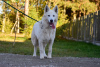 Zusätzliche Fotos: Weißer Schweizer Schäferhund