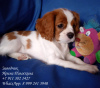 Foto №2 zu Ankündigung № 11578 zu verkaufen cavalier king charles spaniel - einkaufen Russische Föderation züchter