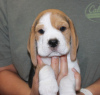 Foto №2 zu Ankündigung № 124732 zu verkaufen beagle - einkaufen Deutschland quotient 	ankündigung