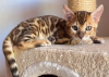 Foto №1. bengal katzenrasse - zum Verkauf in der Stadt Miami Beach | 208€ | Ankündigung № 53422