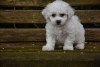 Foto №4. Ich werde verkaufen bichon frisé in der Stadt Jüchen. quotient 	ankündigung - preis - 450€