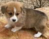 Foto №2 zu Ankündigung № 123835 zu verkaufen welsh corgi - einkaufen Finnland quotient 	ankündigung, züchter